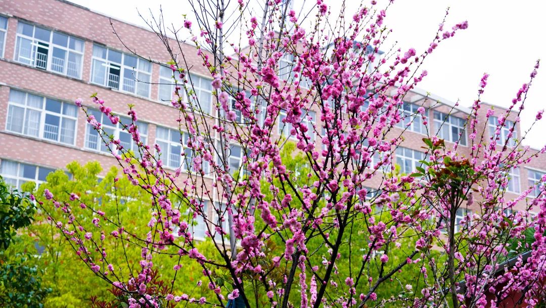 繁花似錦綻校園，核檢護(hù)航保平安