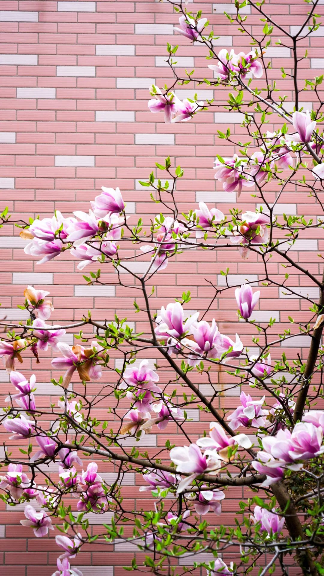 繁花似錦綻校園，核檢護(hù)航保平安