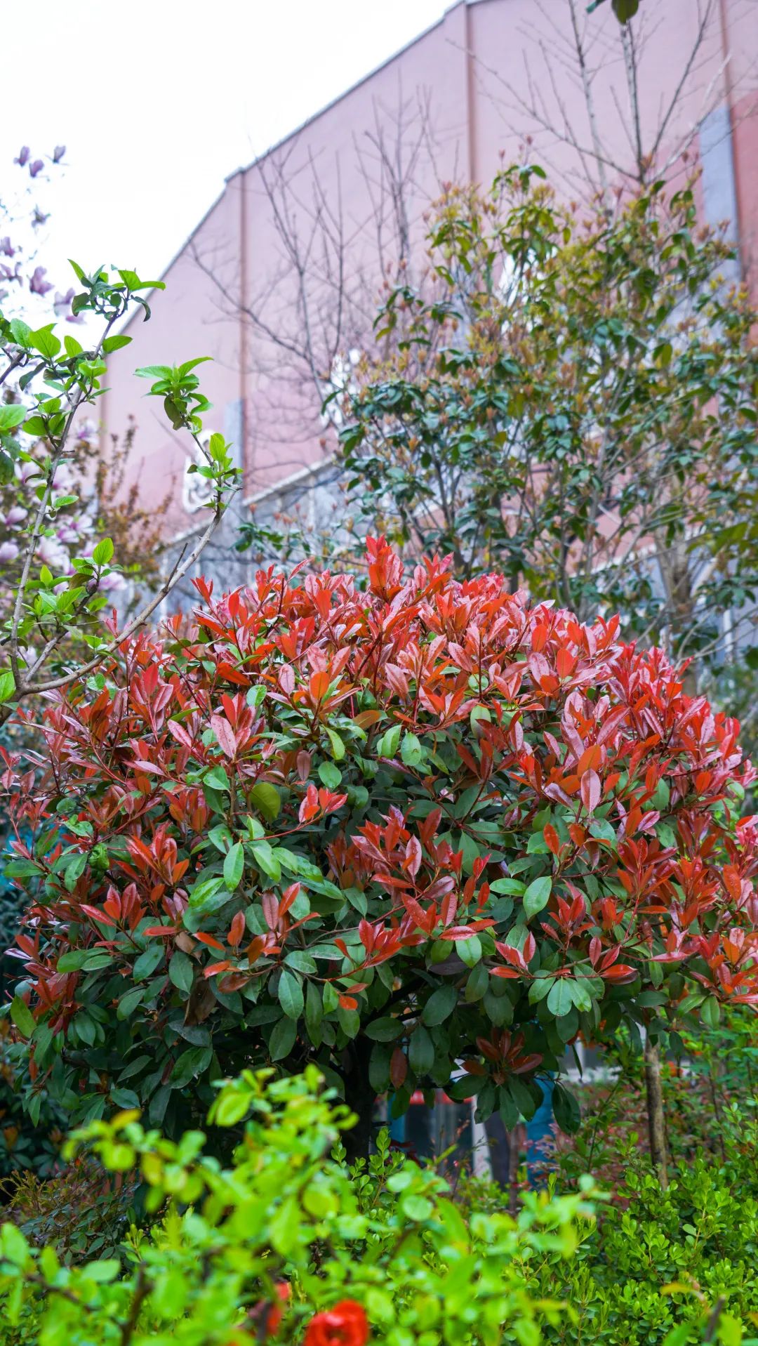 繁花似錦綻校園，核檢護(hù)航保平安