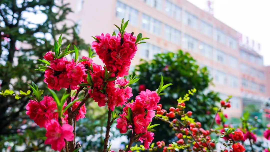 繁花似錦綻校園，核檢護(hù)航保平安