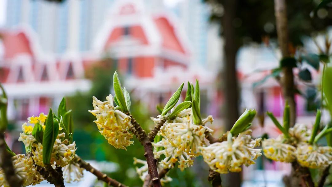 繁花似錦綻校園，核檢護(hù)航保平安