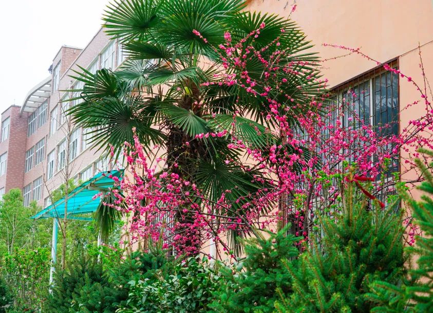 繁花似錦綻校園，核檢護(hù)航保平安