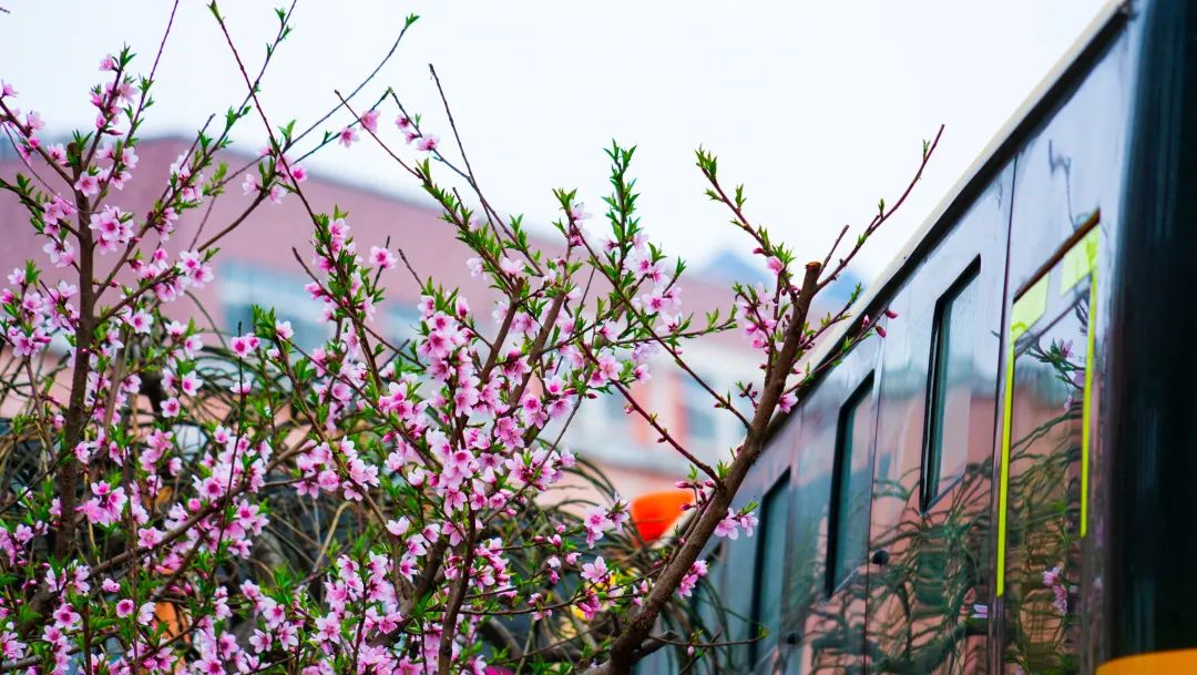 繁花似錦綻校園，核檢護(hù)航保平安